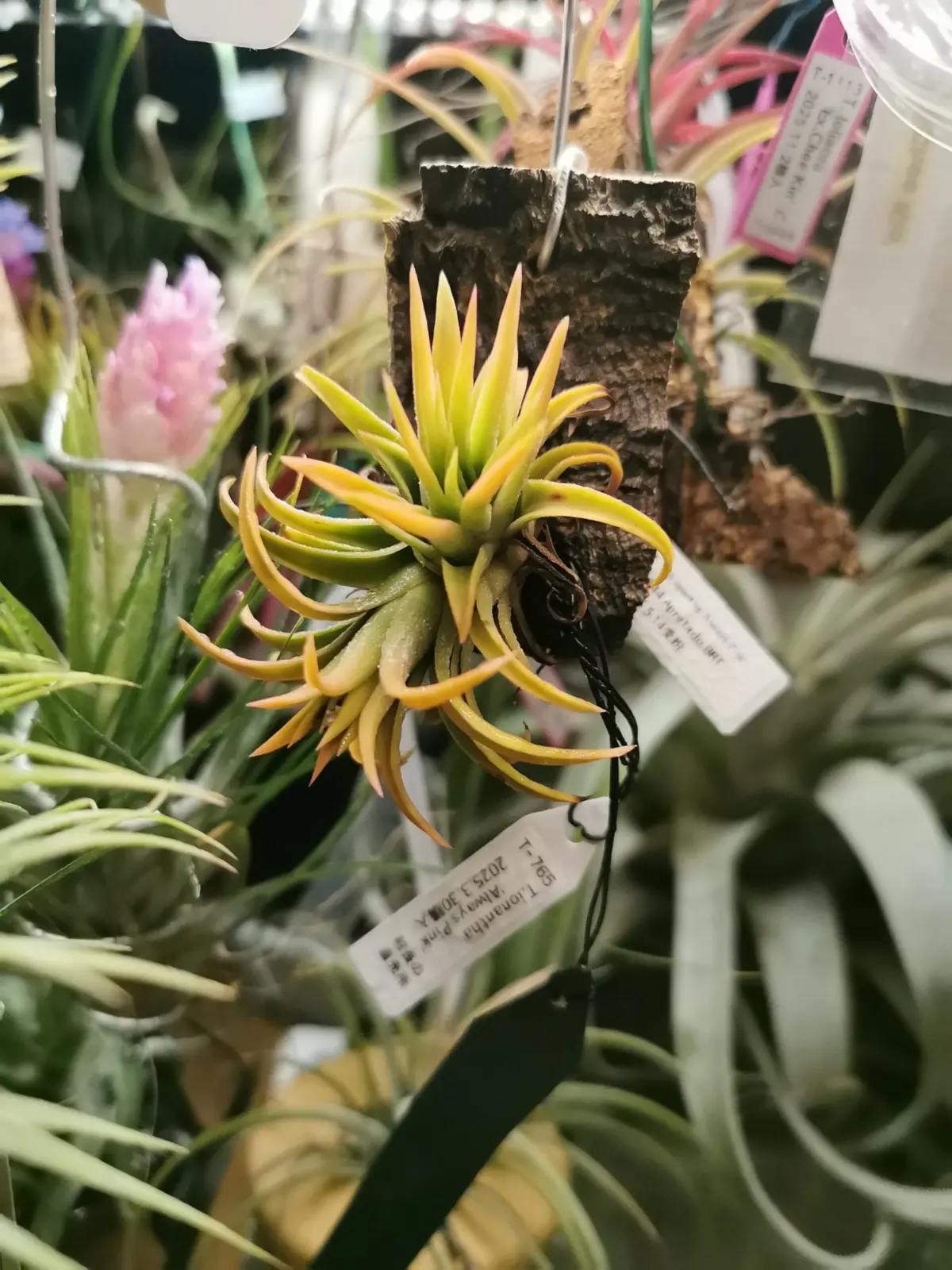 ティランジア　イオナンタ　オールウェイズピンク