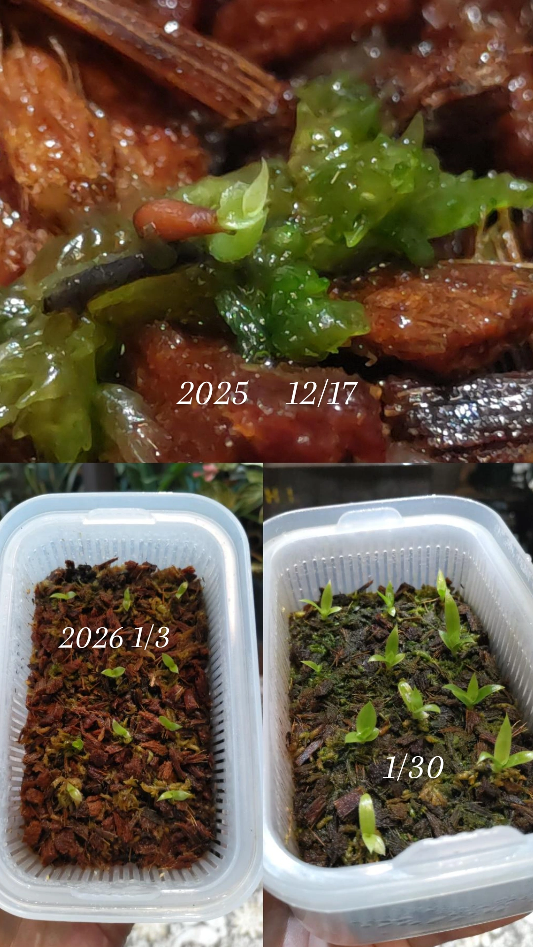 ビルベルギア ドミンゴスマルティンス ハイブリッド 実生