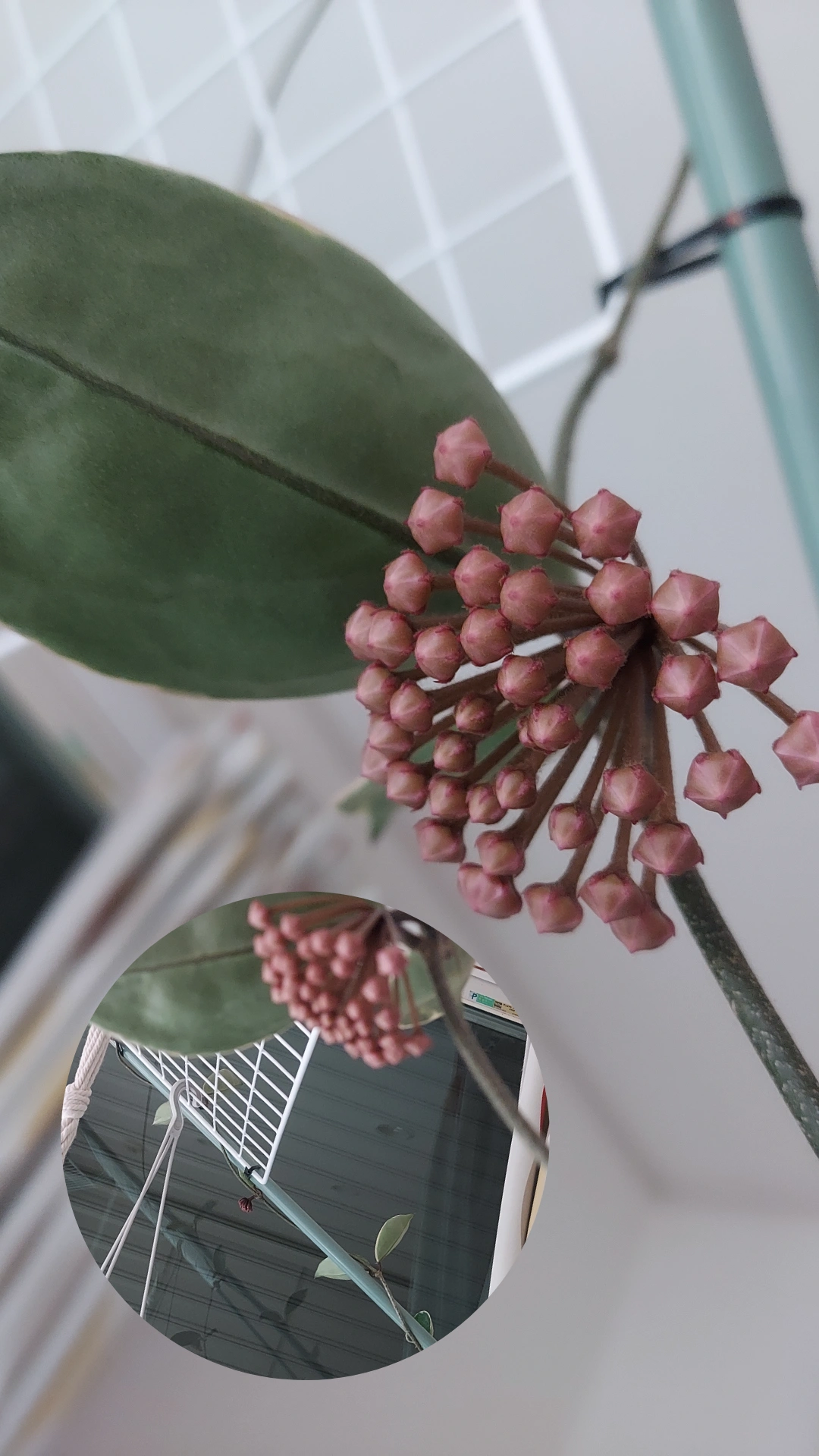 ホヤ カルノーサ つぼみ