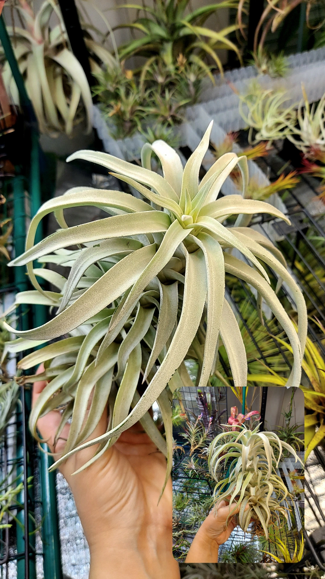 ティランジア　ハリシー