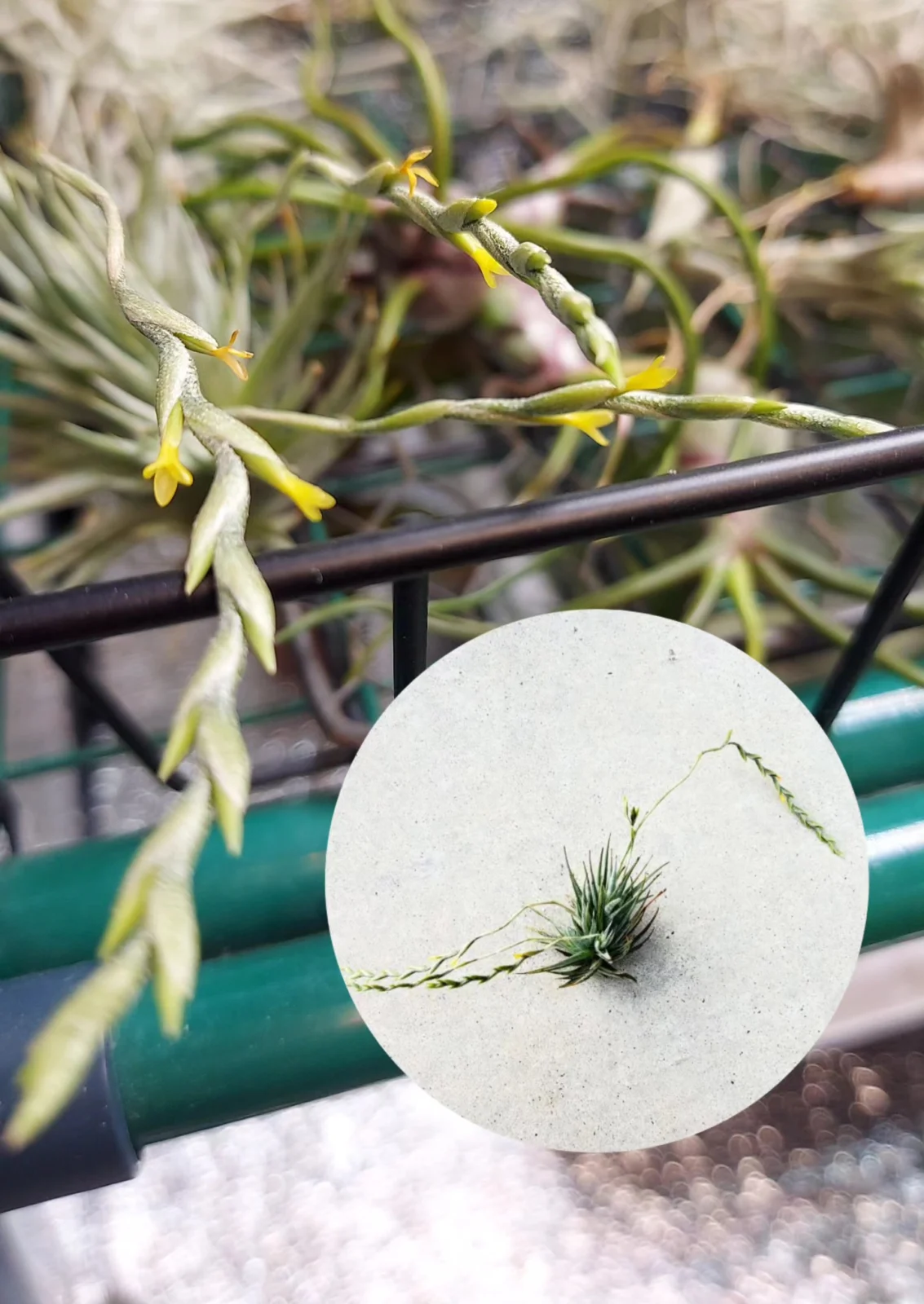 ティランジア ロリアセア