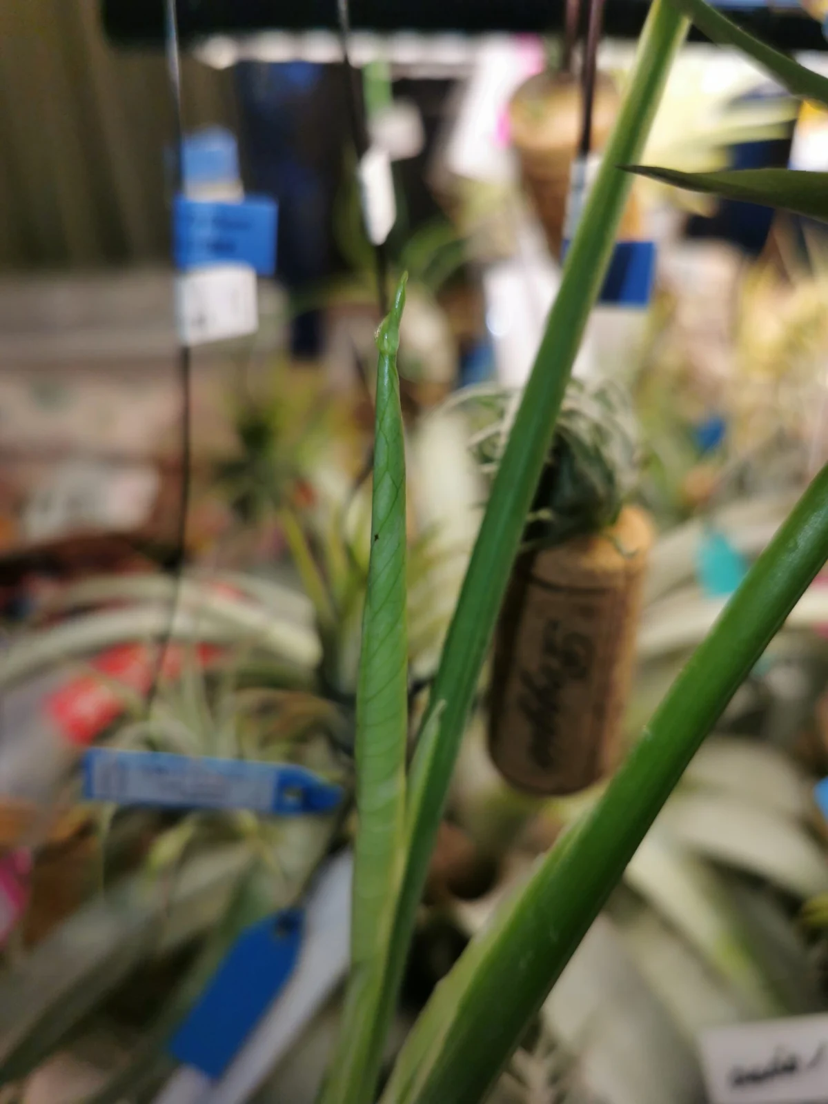 モンステラ デリシオーサ タイコンストレーション 矮化剤