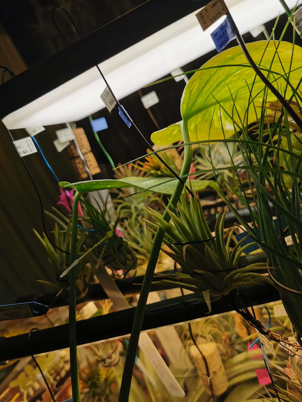 モンステラ デリシオーサ タイコンストレーション 矮化剤