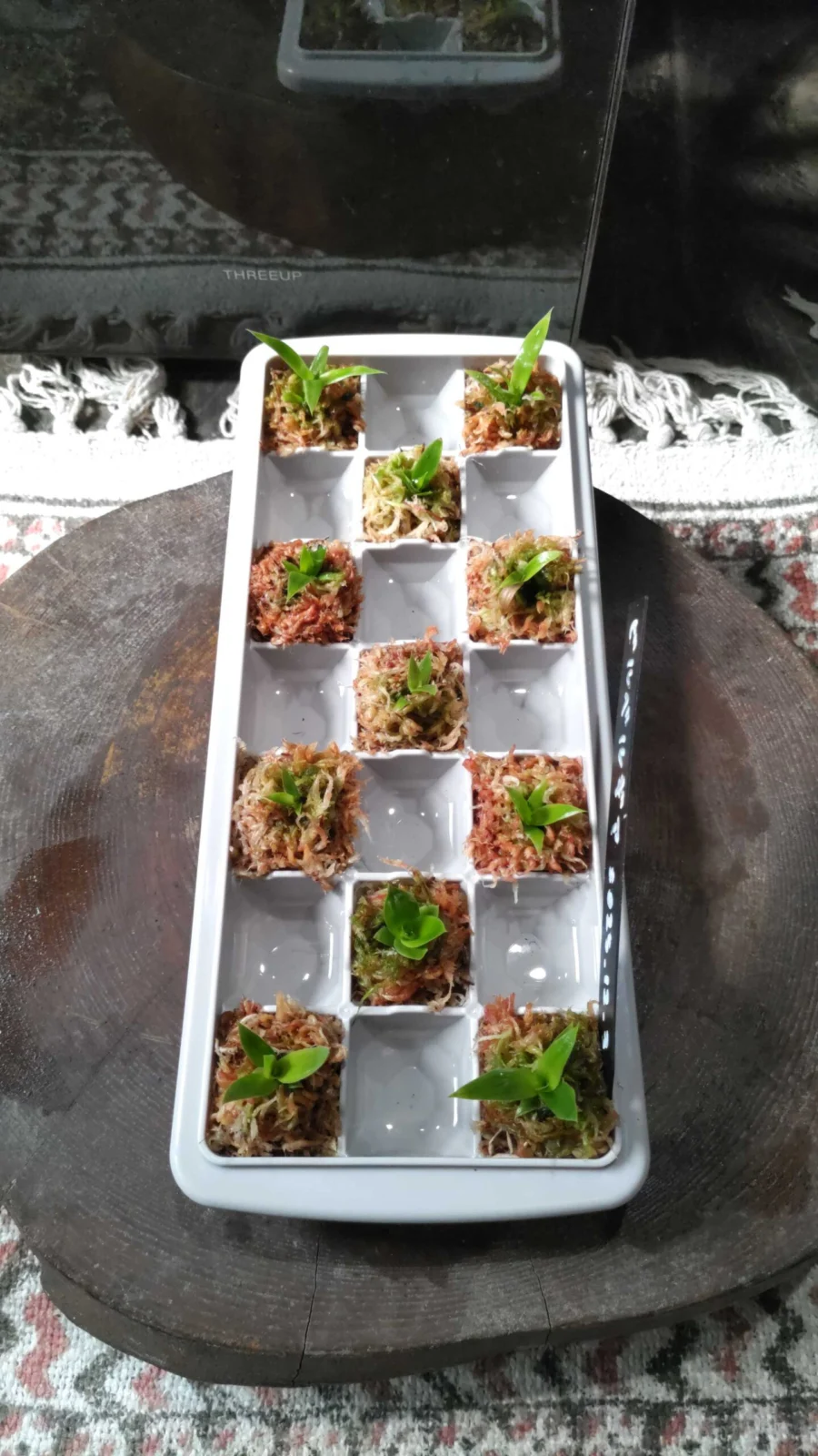 実生ビルベルギア