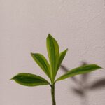 sakuranicoのアバター