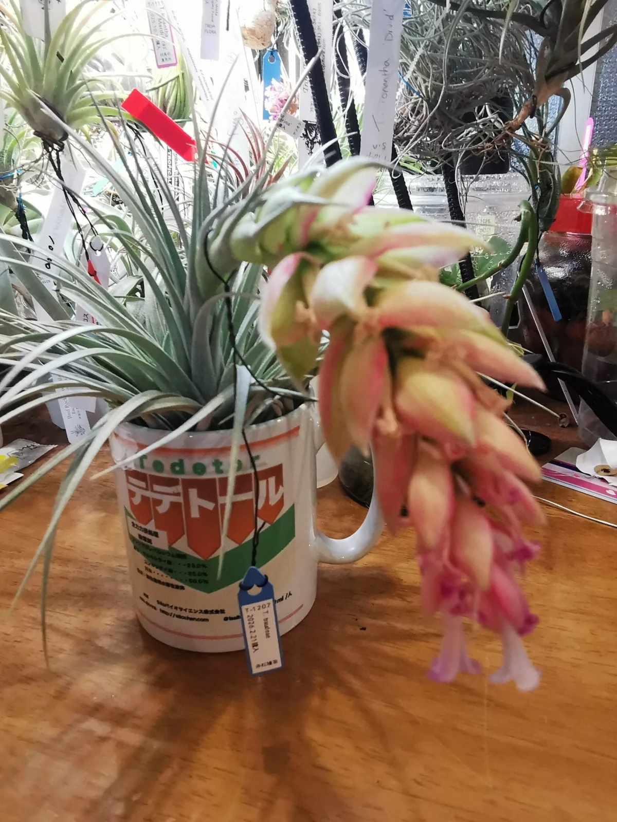 ティランジア　トラウディア