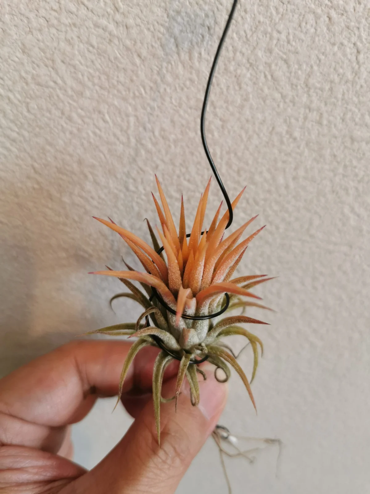 ティランジア　イオナンタ　ソル