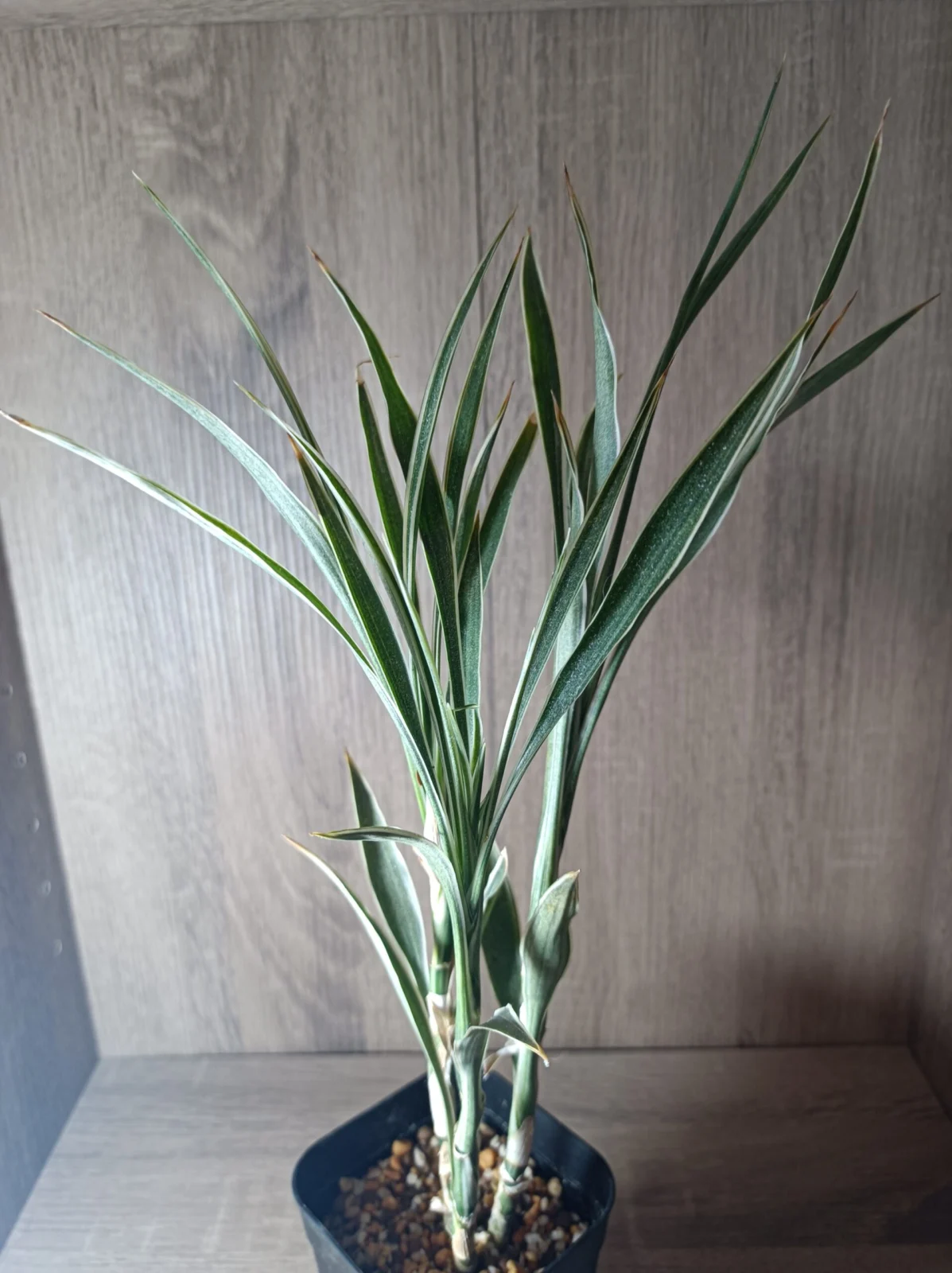 ドラセナ サンデリアーナ セレス