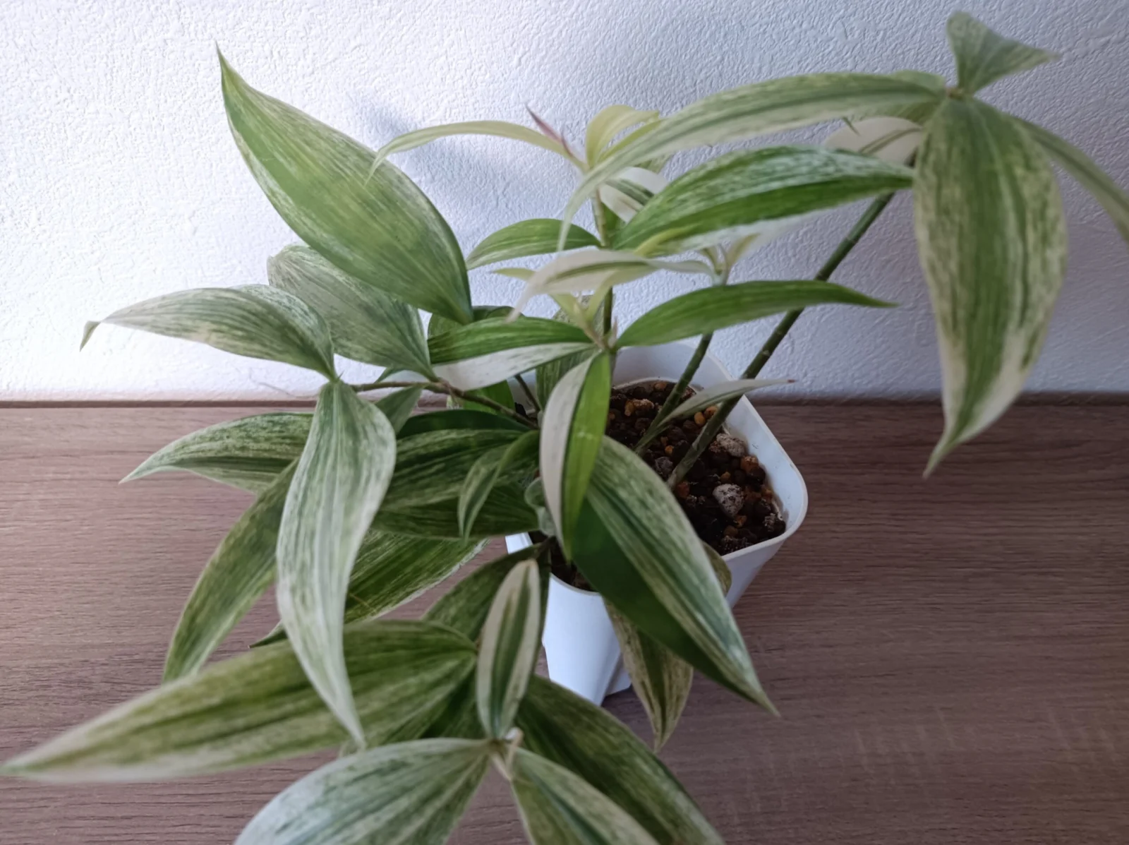 ドラセナ　スルクロサ　バリエガータ