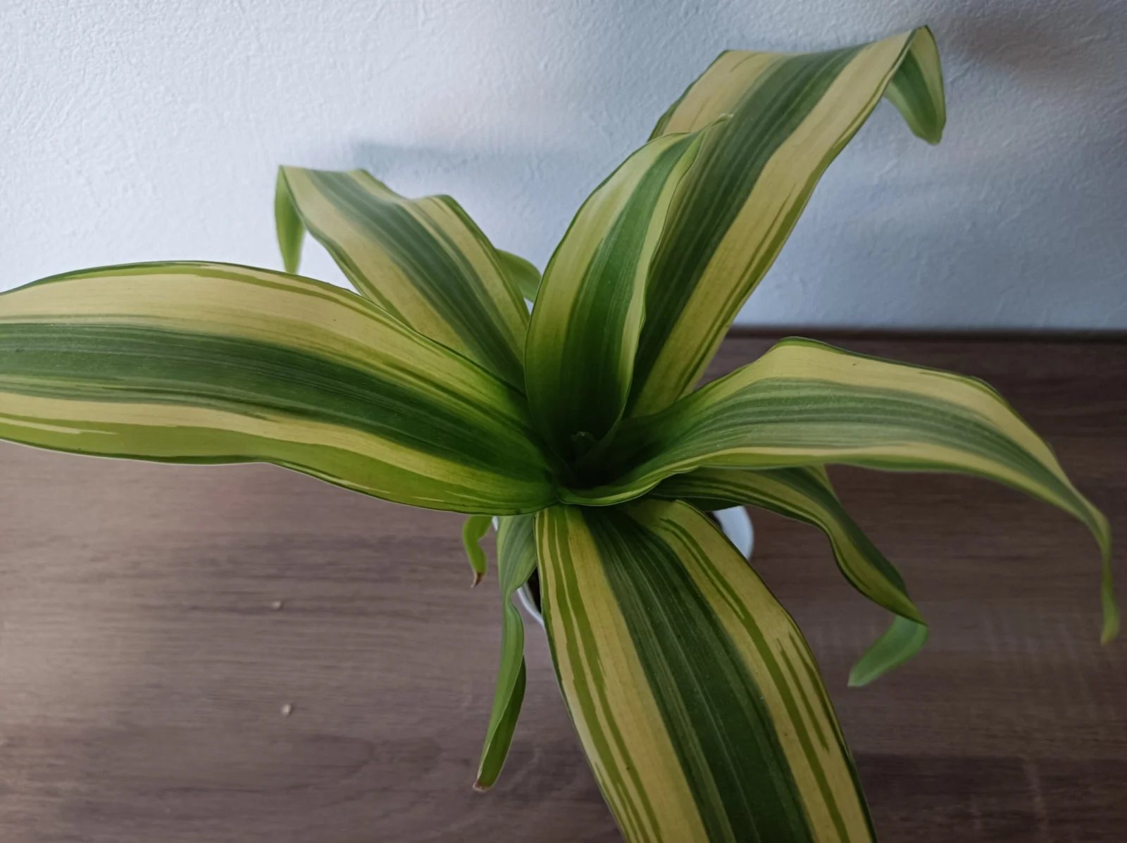 ドラセナ フレグランス リンデニー