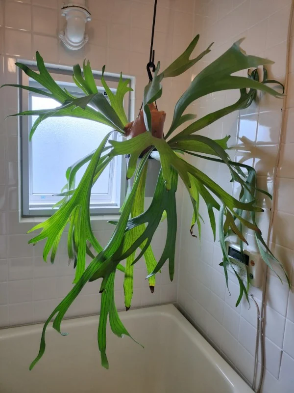 ビカクシダ　ネザーランド