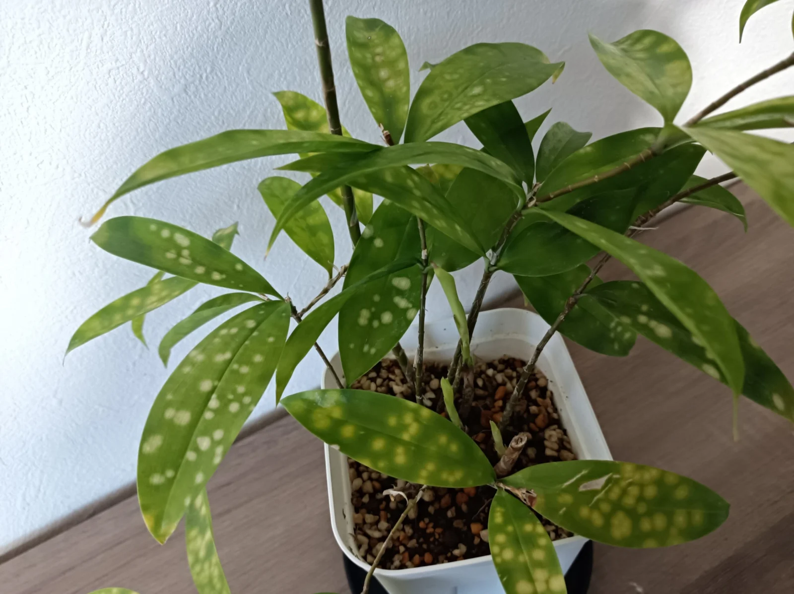 ドラセナ　スルクロサ　プンクチュラータ