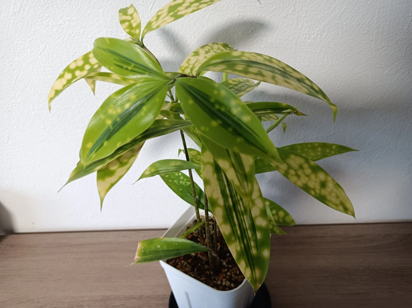 ドラセナ　スルクロサ　ファニータ