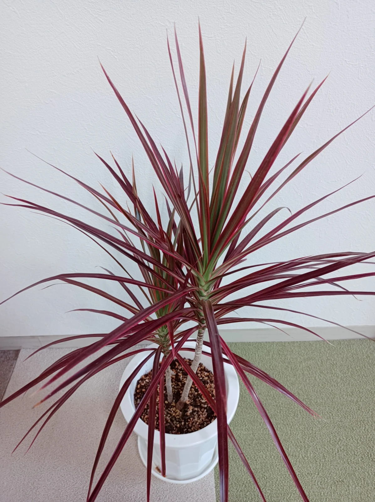 ドラセナ　マジナータ　レインボー