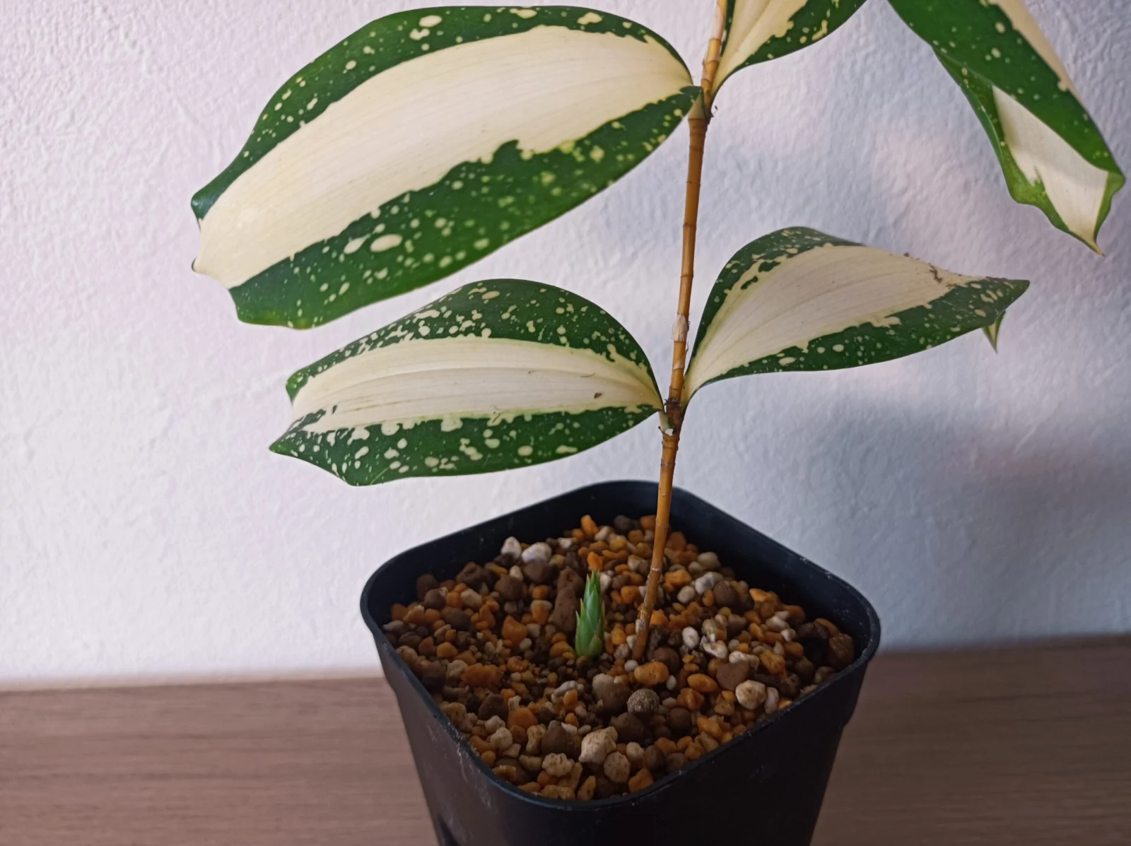 ドラセナ　スルクロサ　フリードマニー