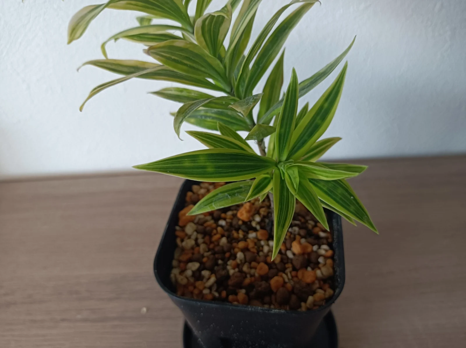 ドラセナ　スルクロサ　ファニータコンパクタ