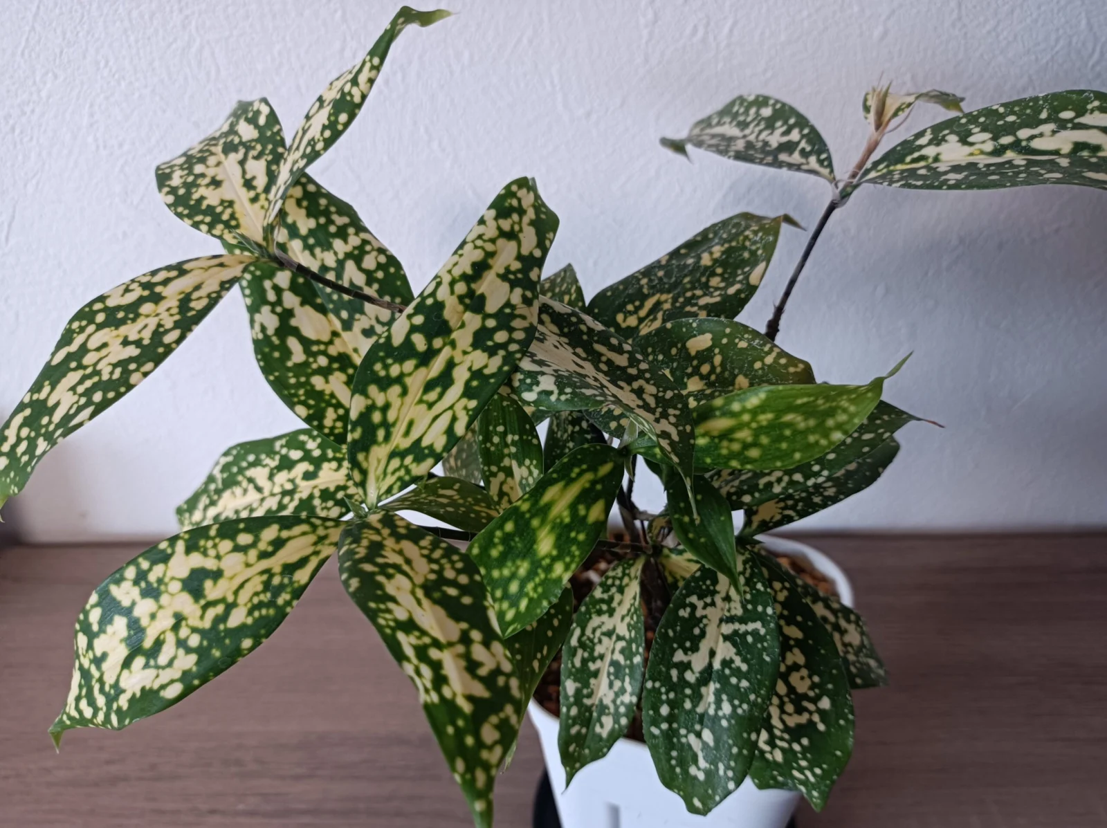 ドラセナ　スルクロサ　フロリダビューティー