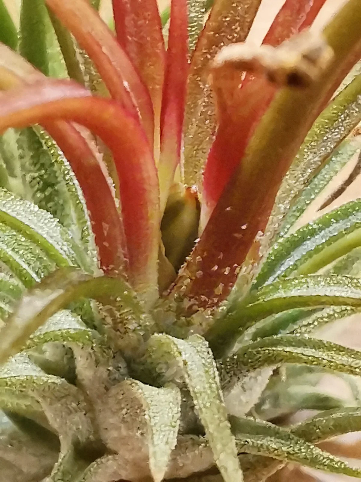 ティランジア　イオナンタ　フエゴ　自家受粉成功