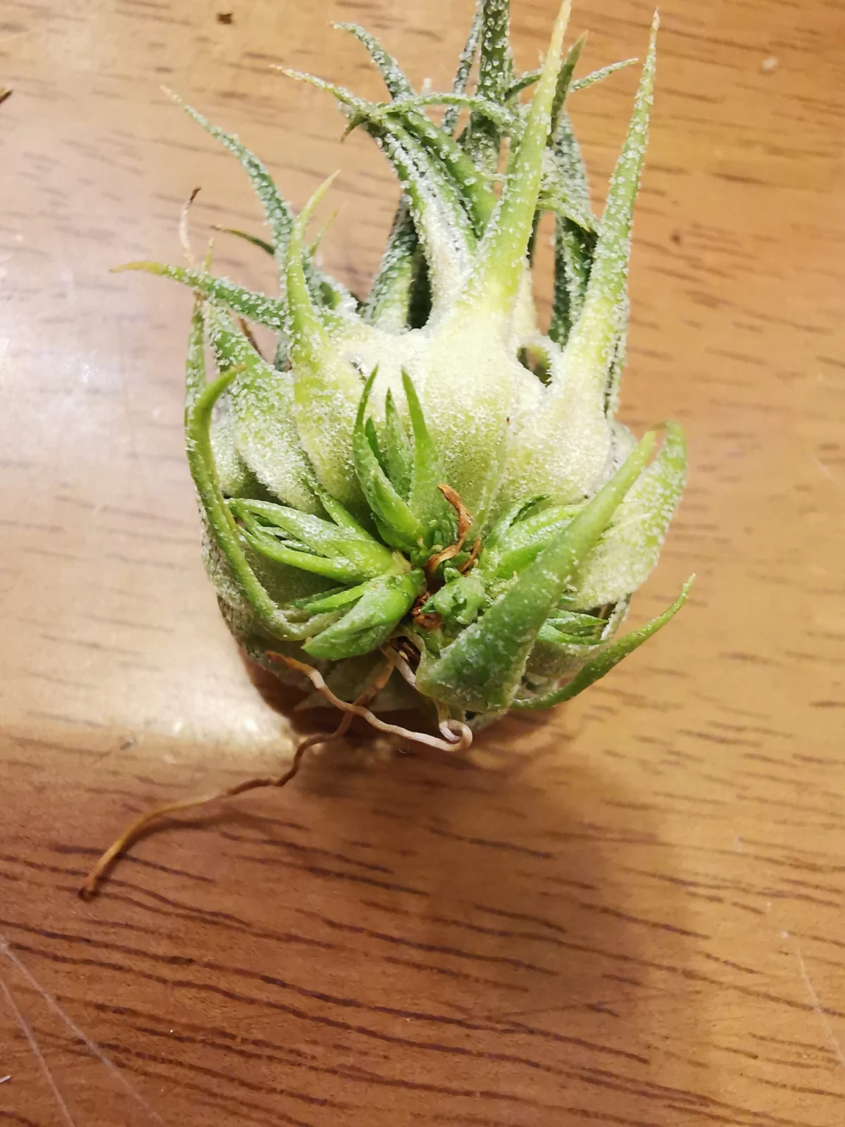 ティランジア　スプレンゲリアナ　不定芽