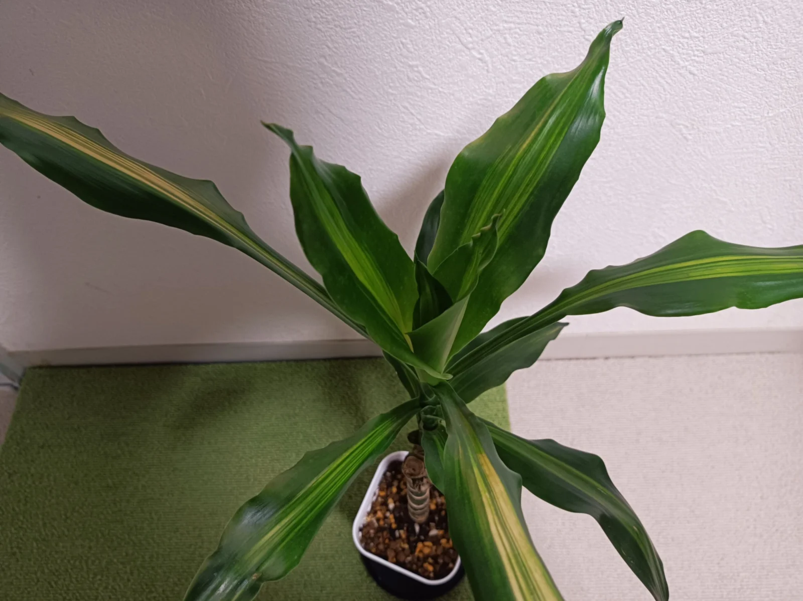 ドラセナ　ジェレ