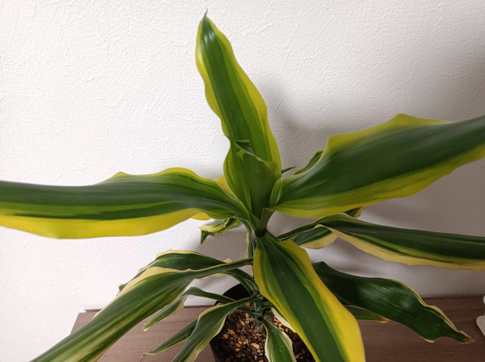 ドラセナ　レモンドリーム