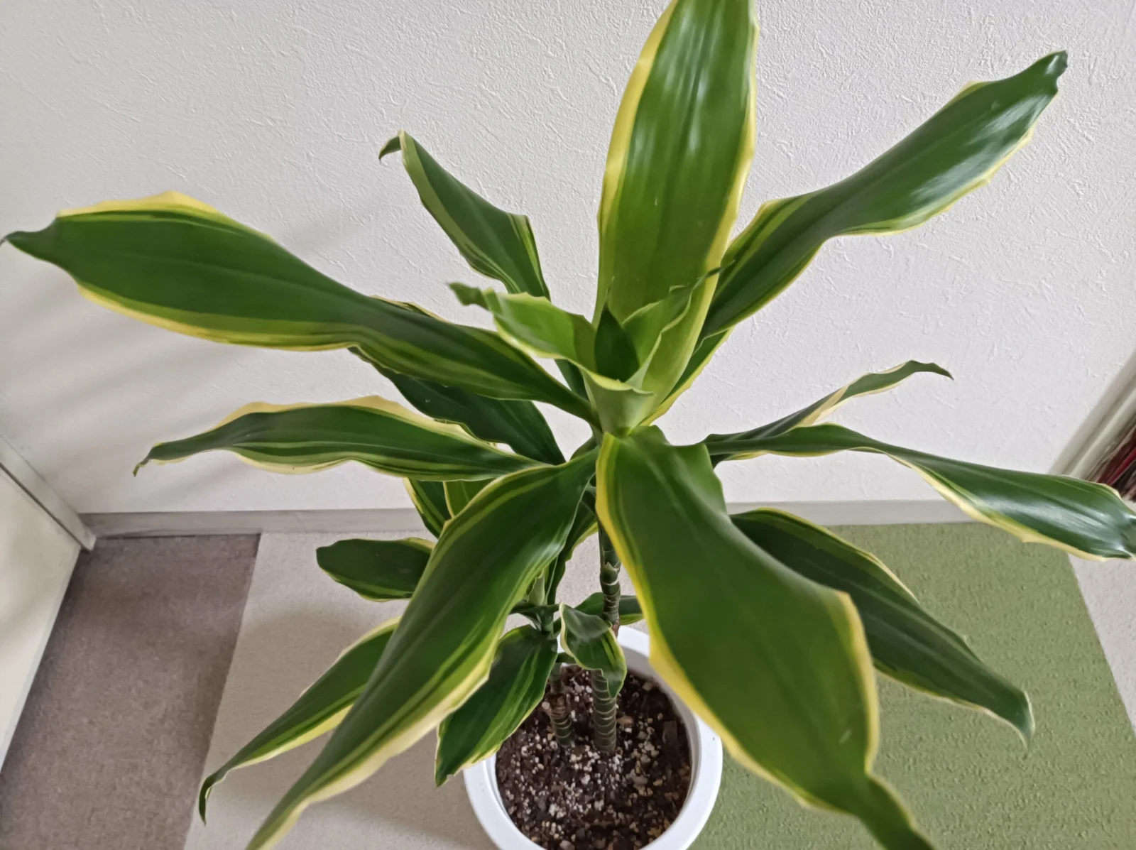 ドラセナ　ゴールドコースト