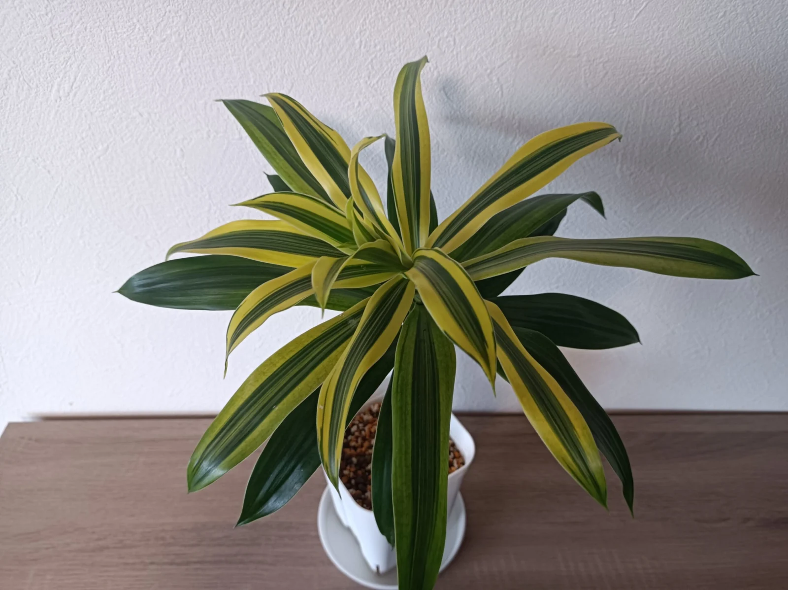 ドラセナ　リフレクサ　ソングオブスリランカ