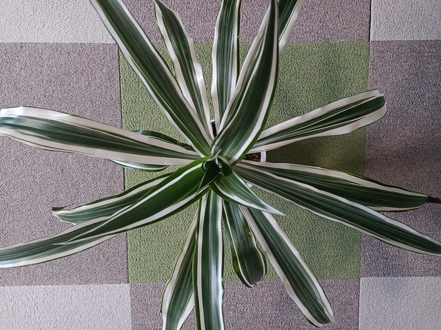 ドラセナ　ワーネッキー