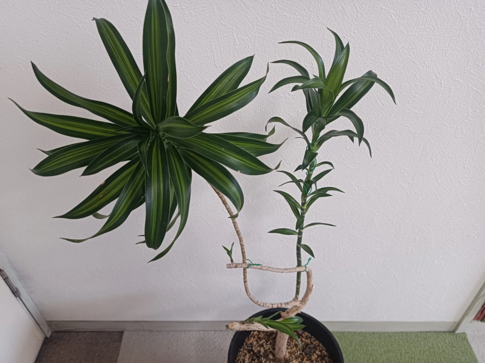 ドラセナ　リフレクサ　ソングオブジャマイカ