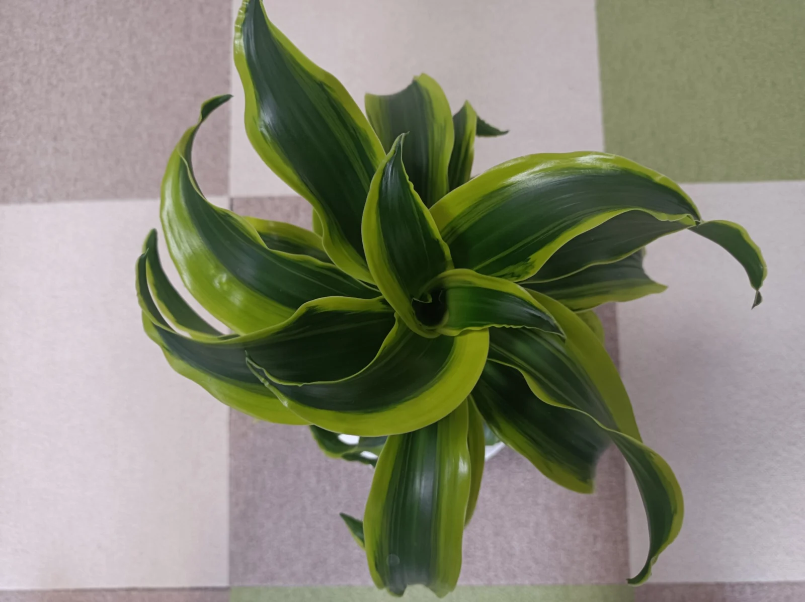 ドラセナ　ドラドルコ