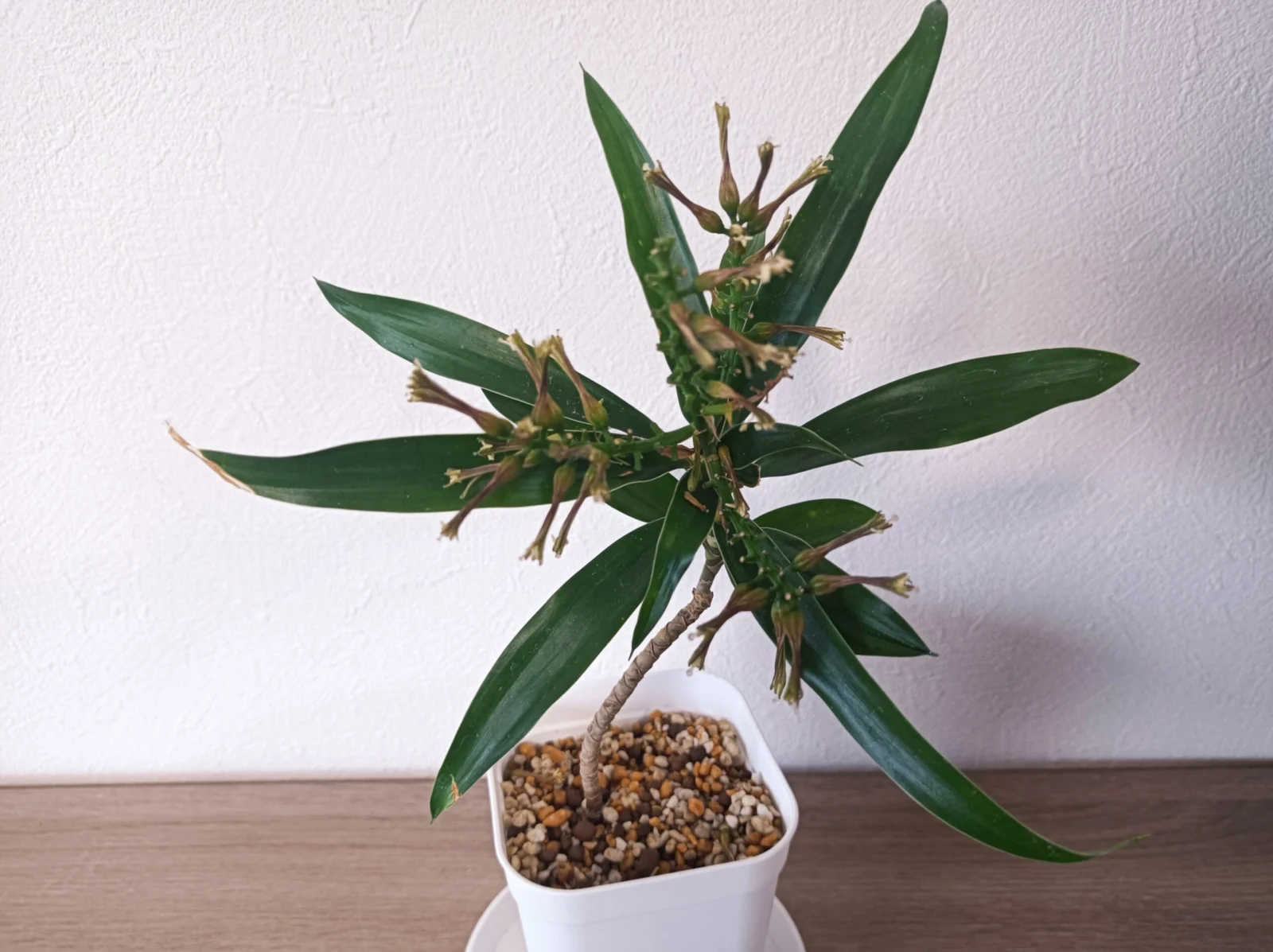 ドラセナ　リフレクサ　プレオメレコンパクタ