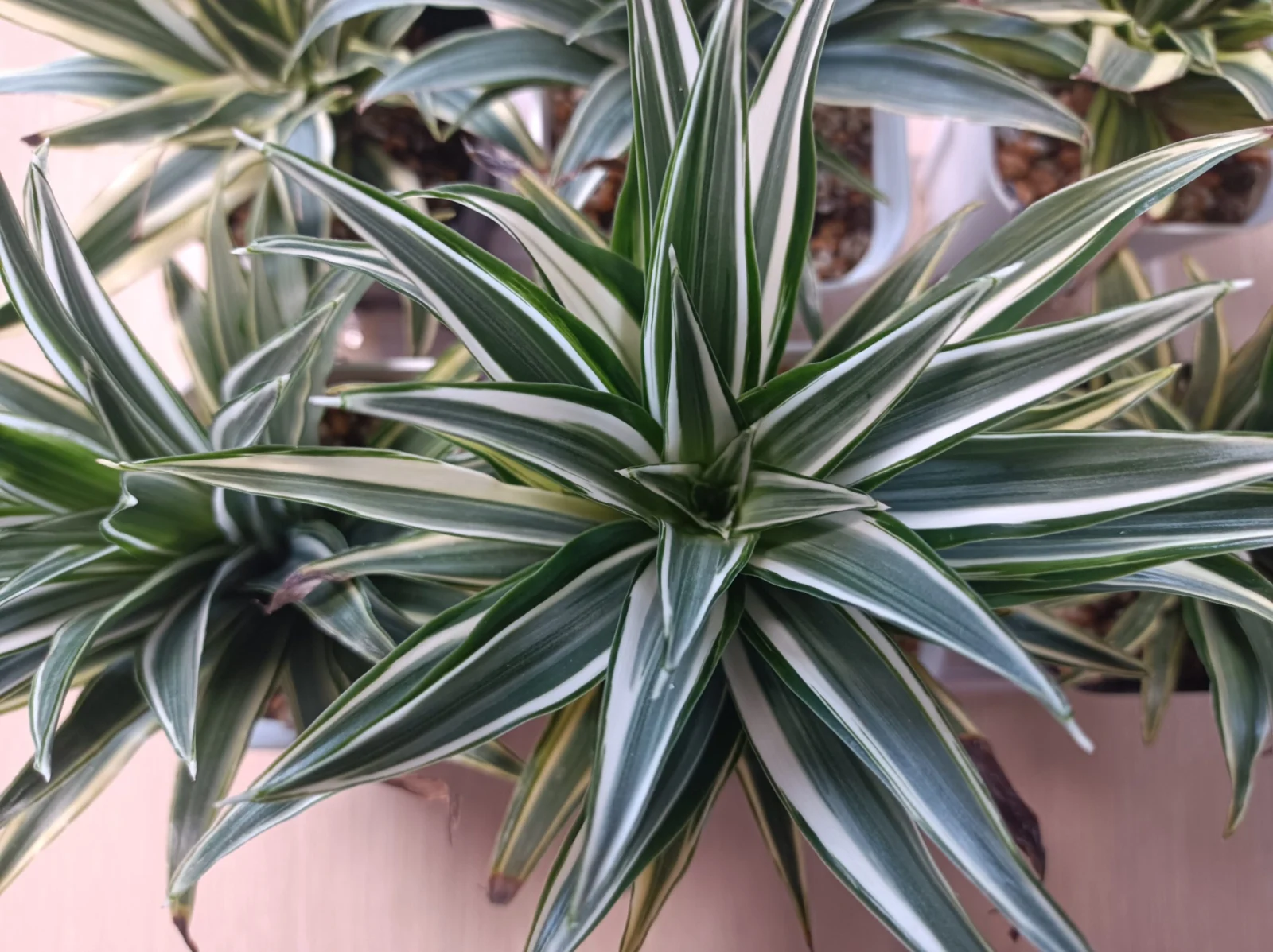 ドラセナ　コンパクタバリエガータ