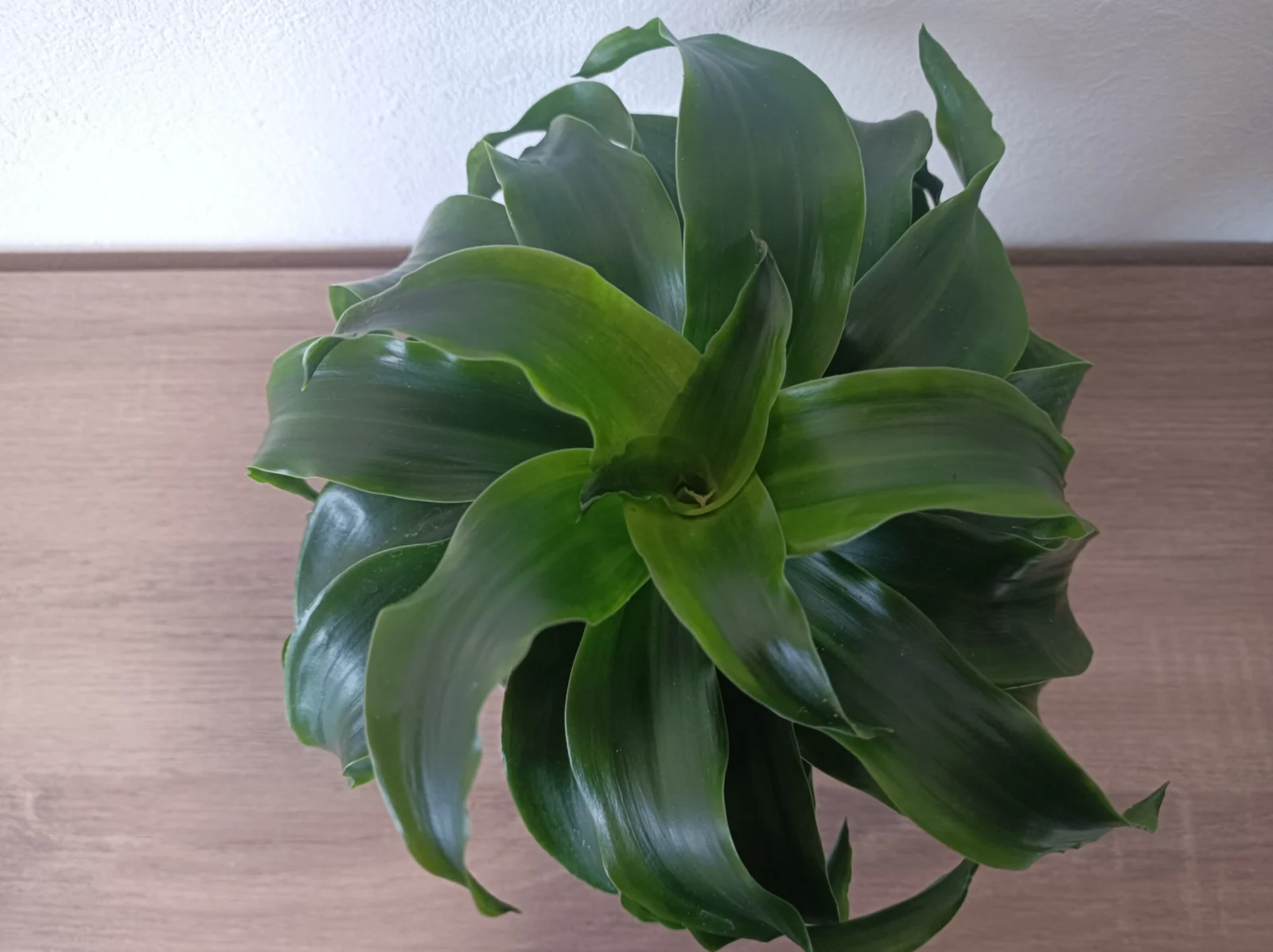 ドラセナ　ツイスト