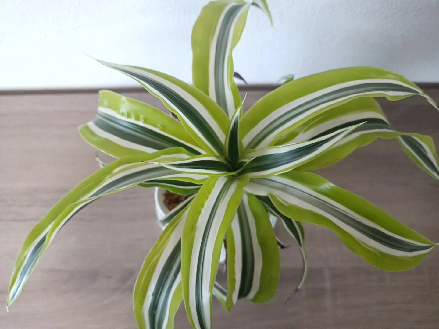 ドラセナ　ホワイトサプライズ