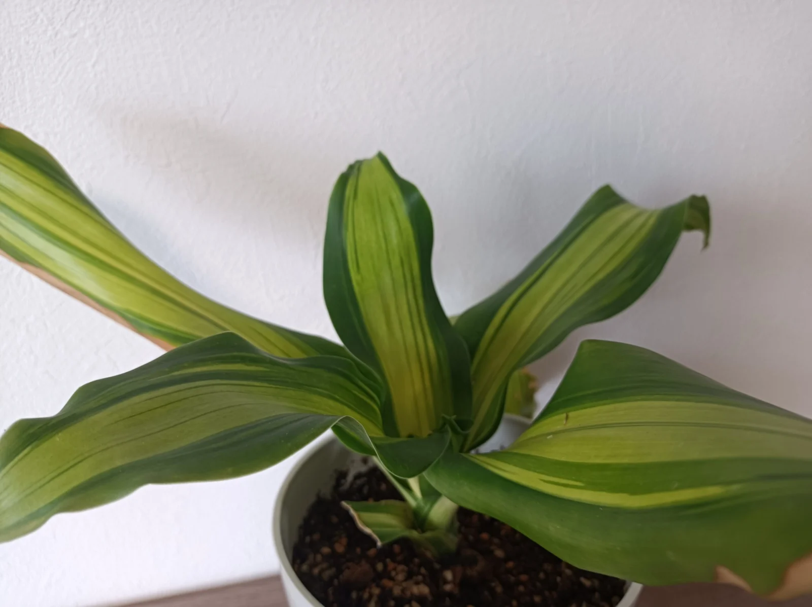 ドラセナ　フレグランス　ゴールドコード