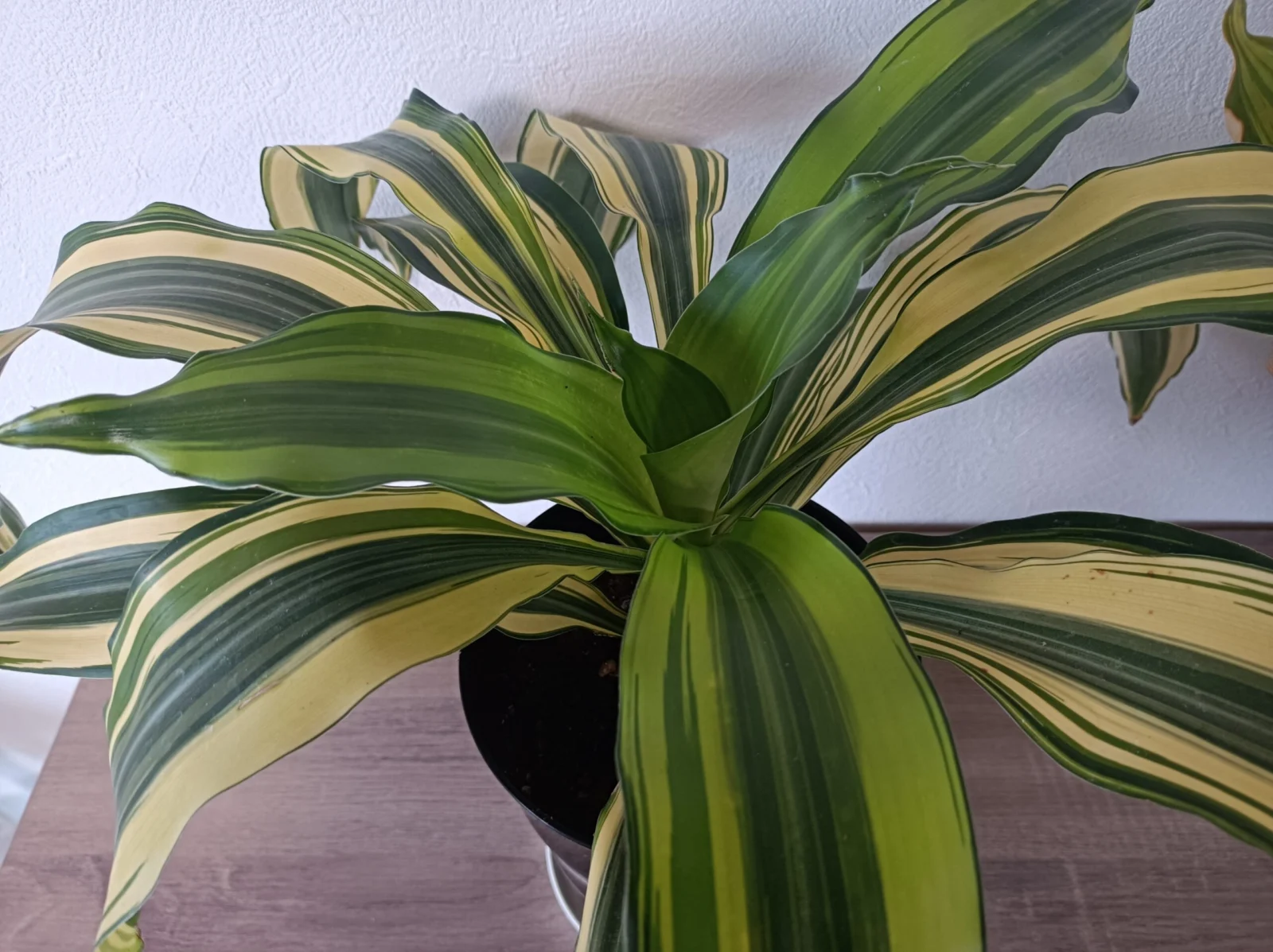 ドラセナ　フレグランス　アンヤマニー