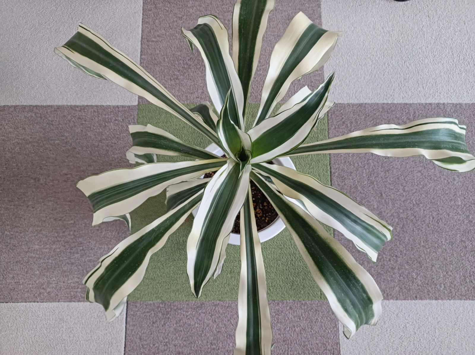 ドラセナ　フレグランス　ビクトリア