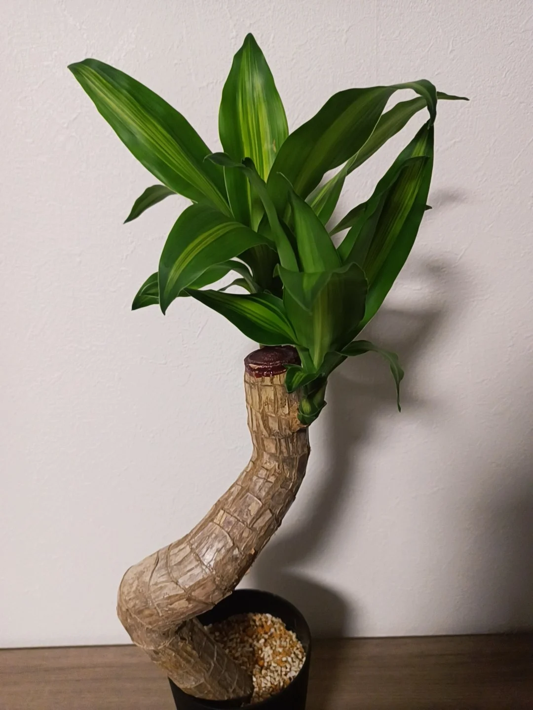 ドラセナ　フレグランス　マッサンゲアナ