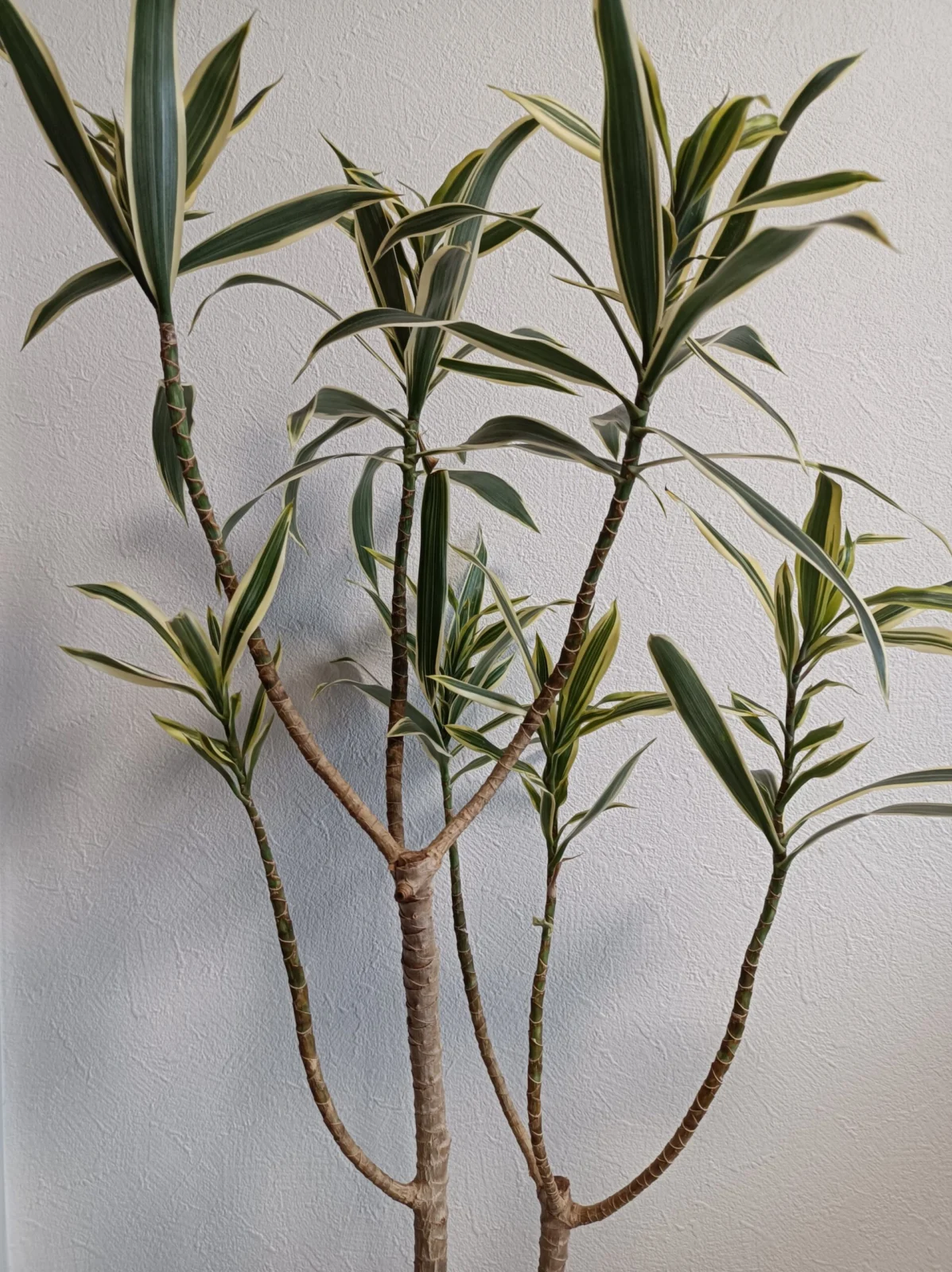 ドラセナ　リフレクサ　グリーンソングオキナワ