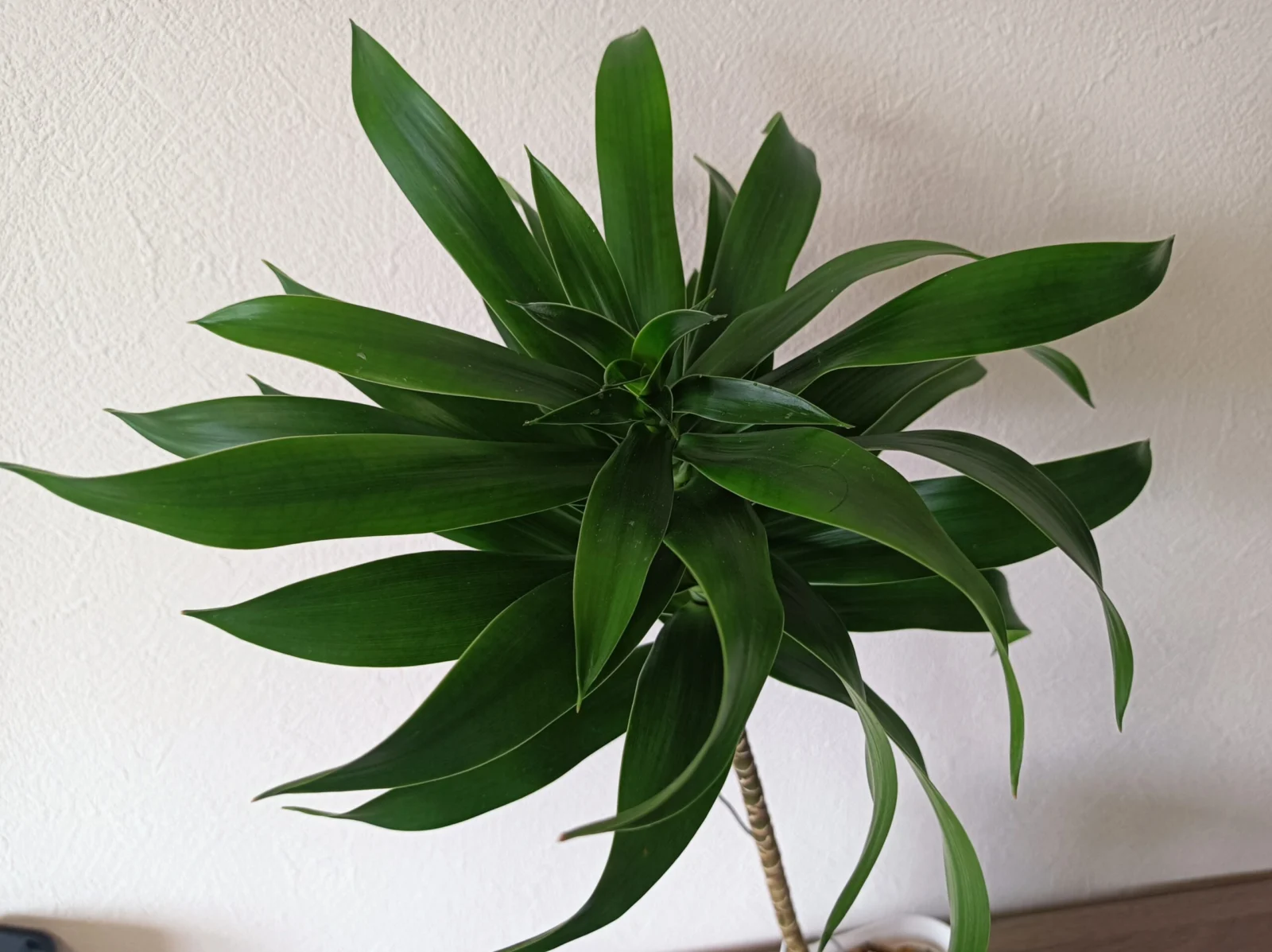 ドラセナ　リフレクサ　ソングオブジャマイカ　斑無し