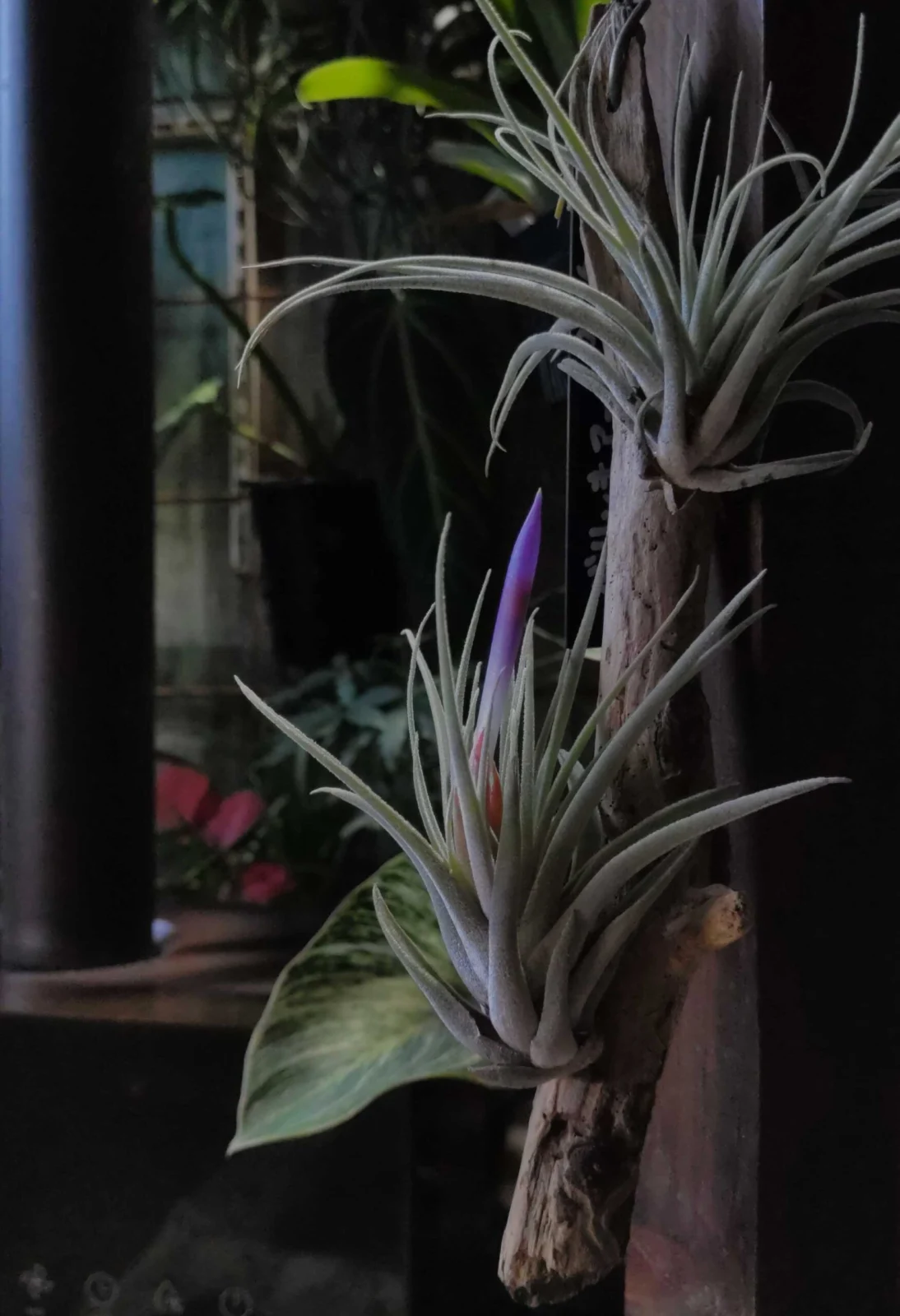 チランジア　ベリッキアーナ