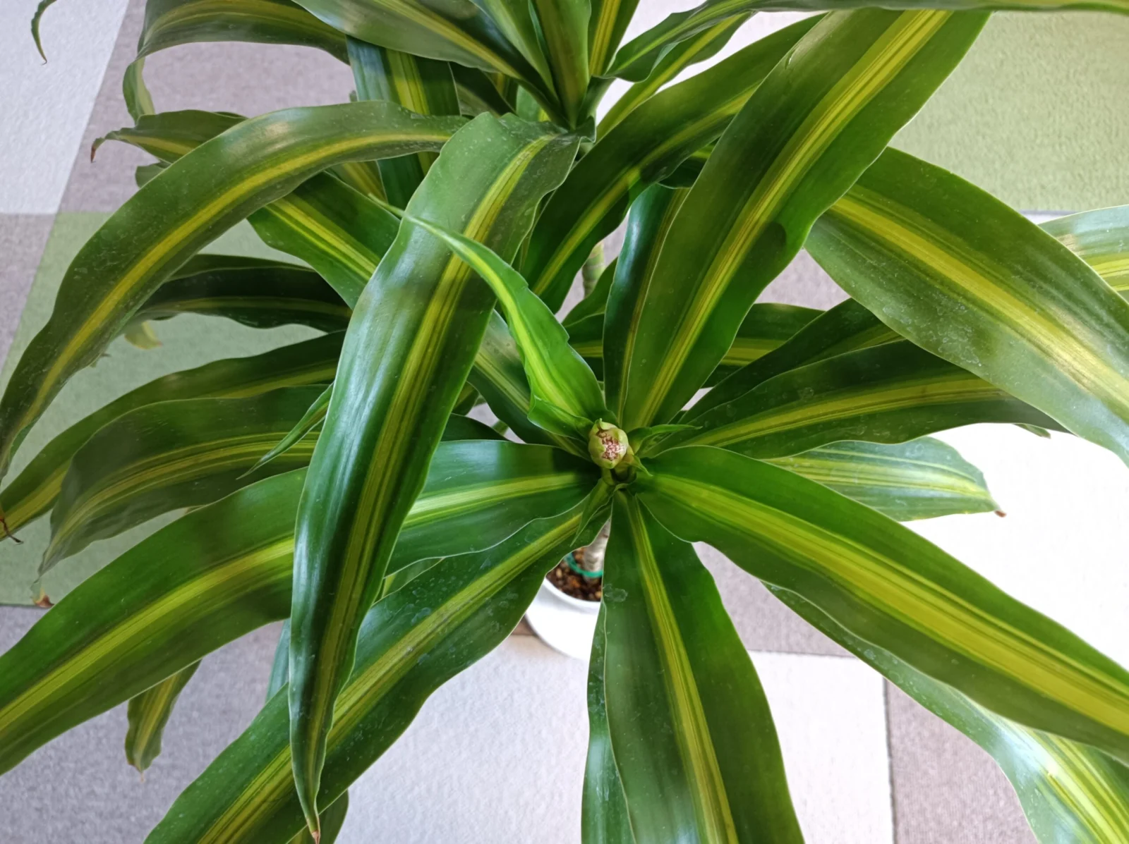 ドラセナ　ハワイアンサンシャイン