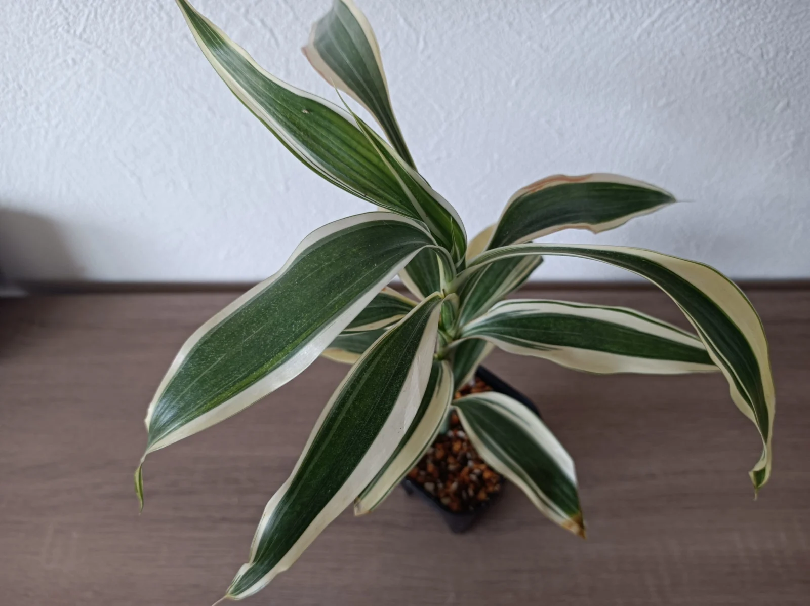 ドラセナ　サンデリアーナ　ホワイト