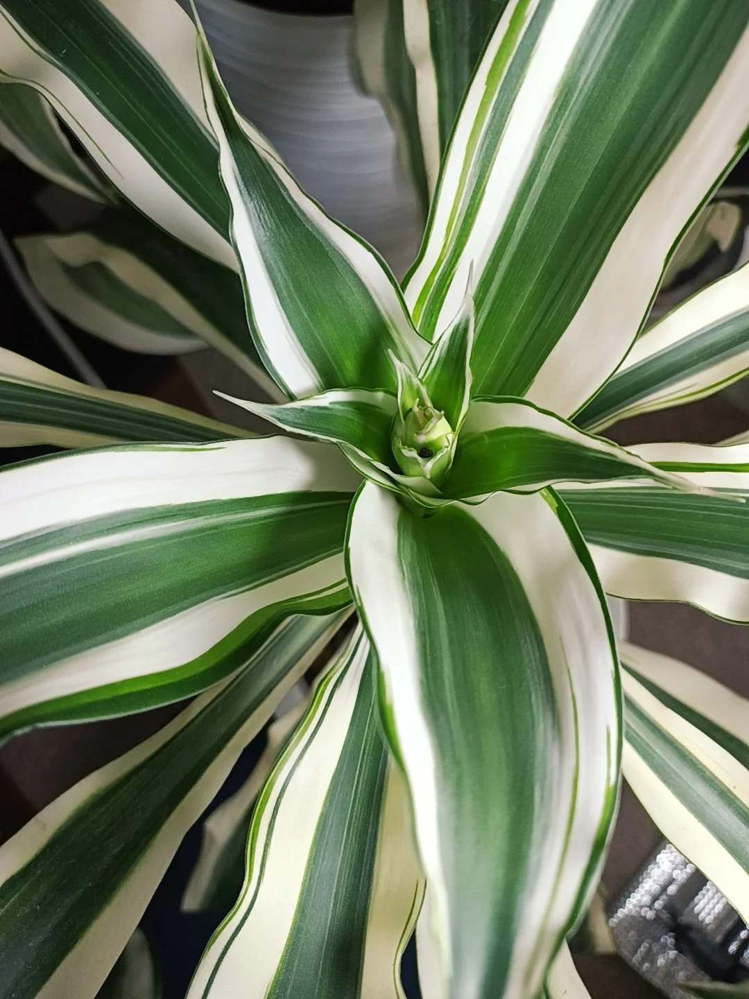 ドラセナ　フレグランス　ビクトリア　花芽