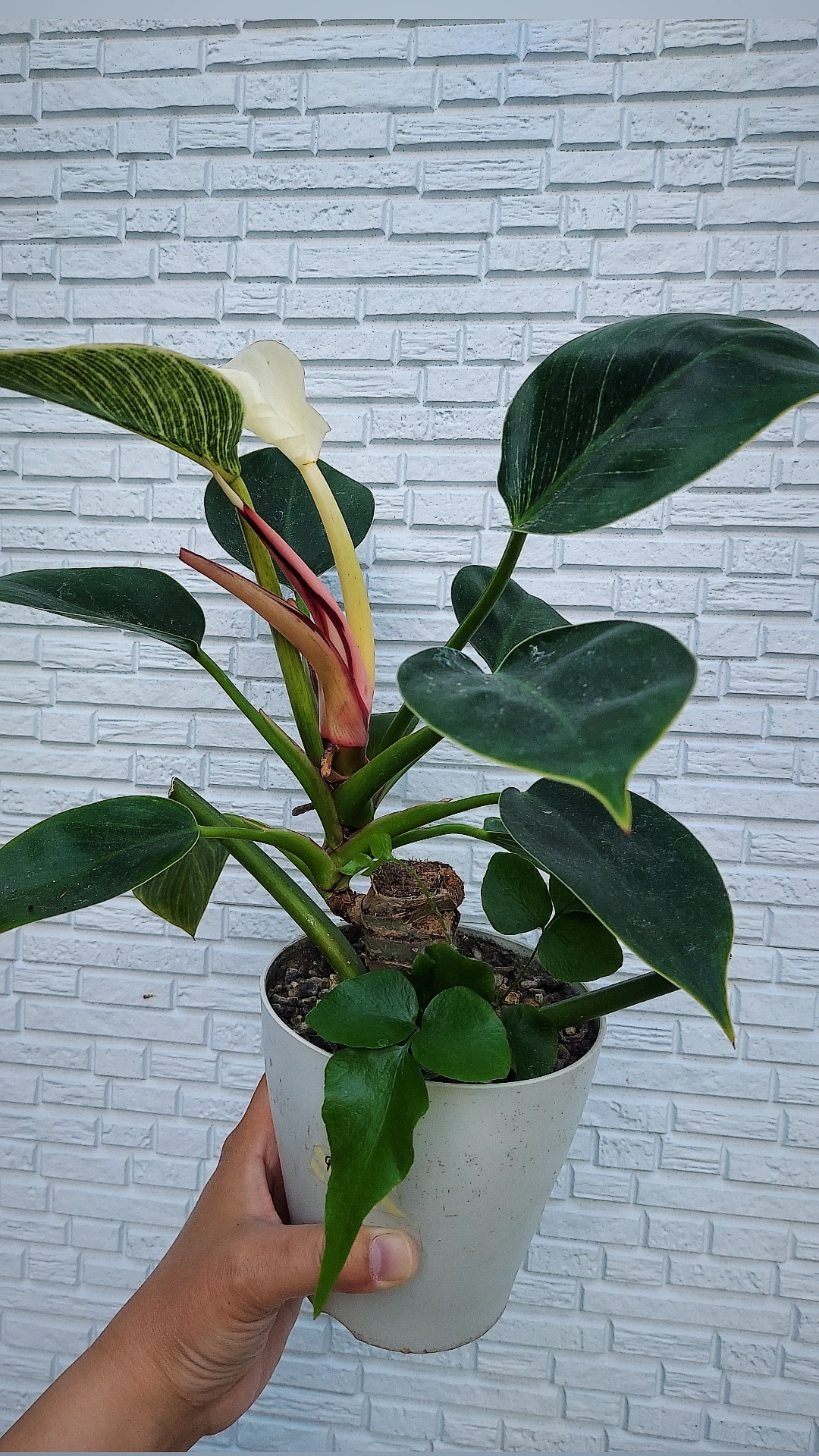 フィロデンドロン　バーキン　胴切り