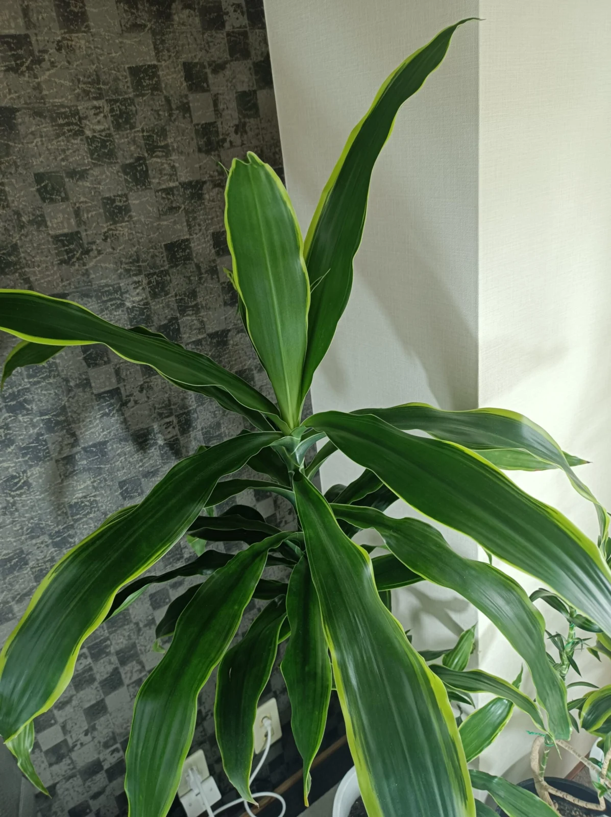 ドラセナ　ドラド