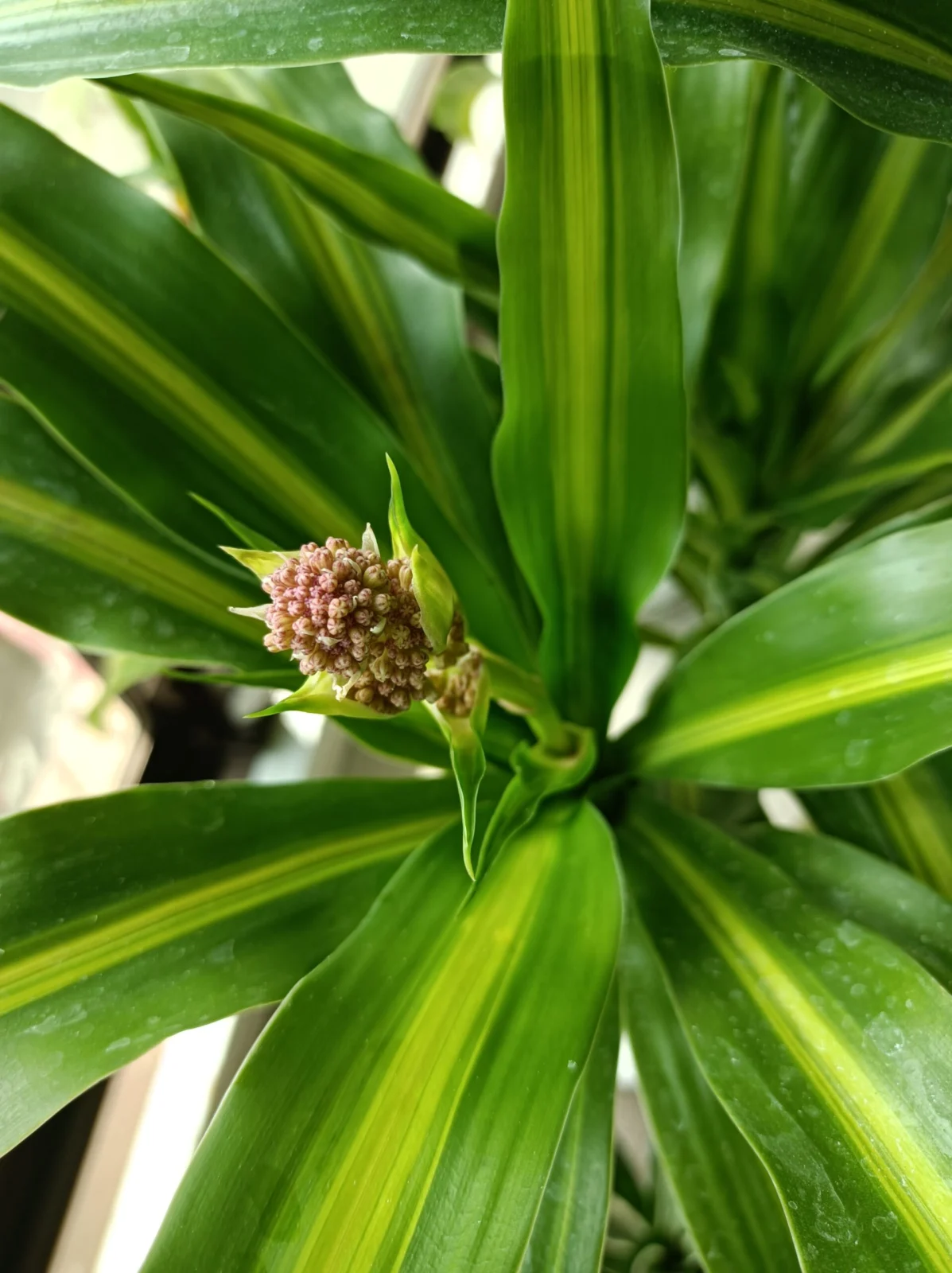 ドラセナ　ハワイアンサンシャイン　花芽