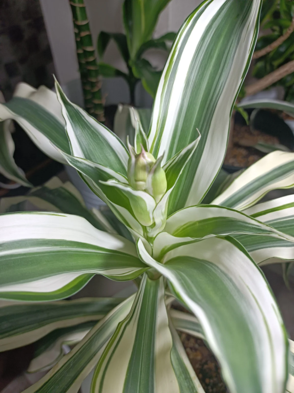 ドラセナ　フレグランス　ビクトリア　花芽