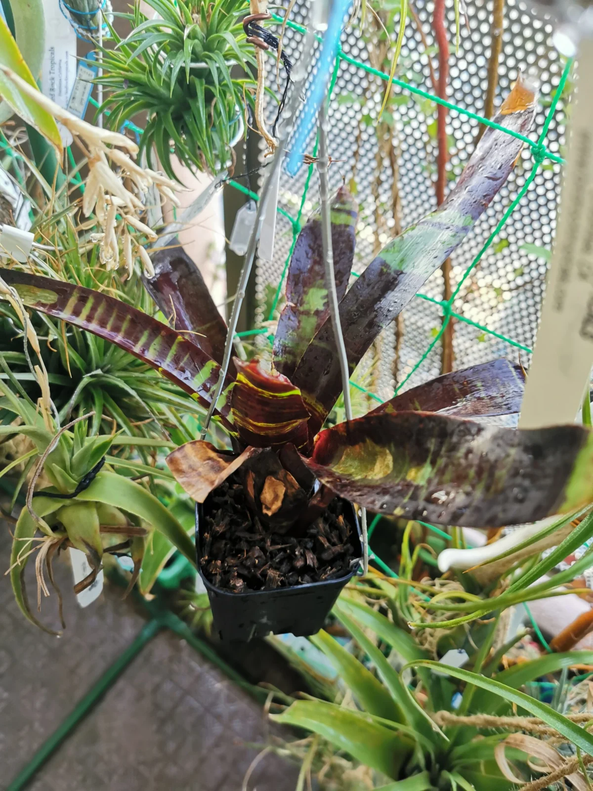 ネオレゲリア　ブラックサテン　悪い例