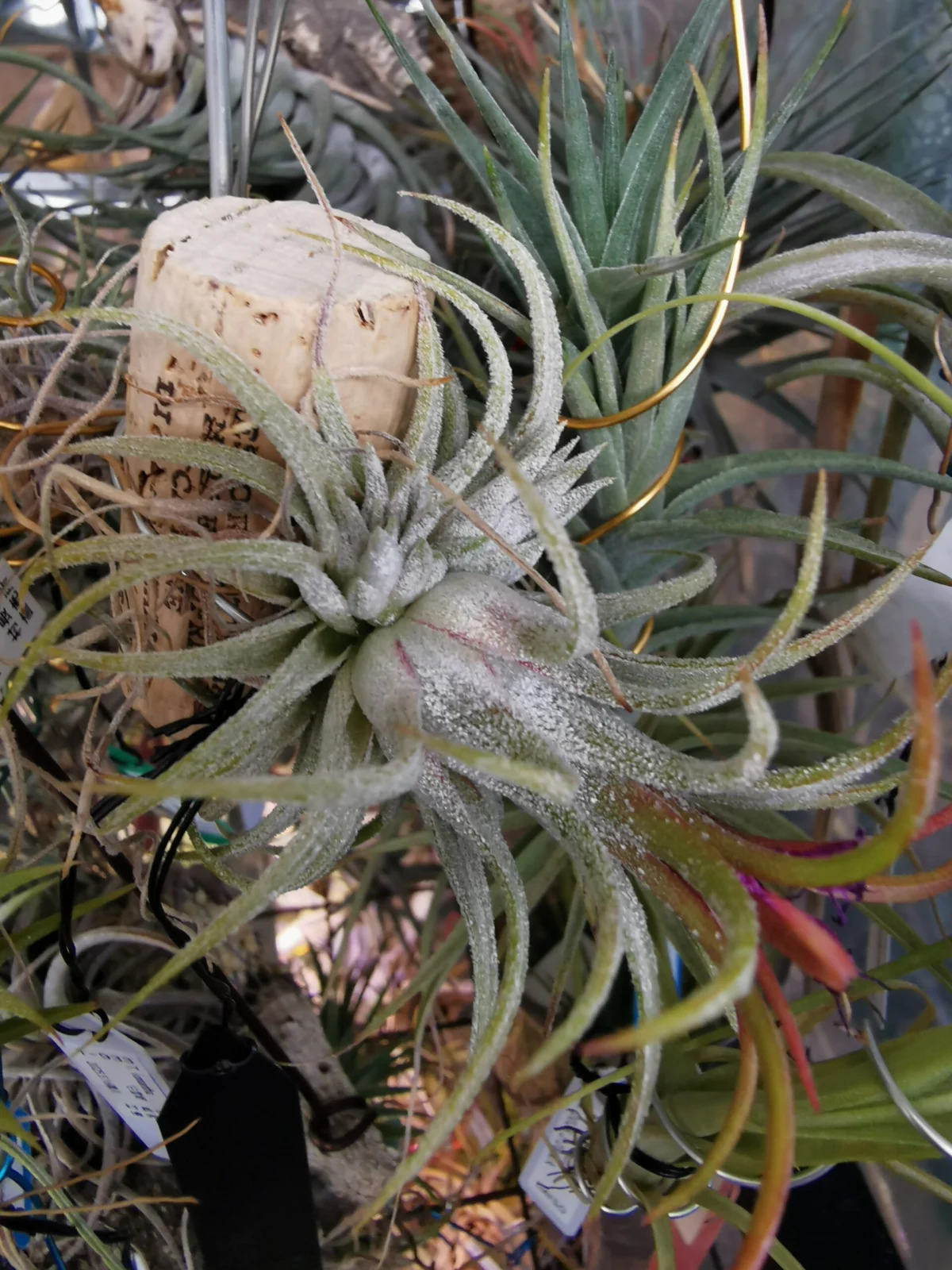 ティランジア　イオナンタ　白雪姫